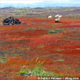 a collection of colors: red gras, black stones, white sheeps, blue sky... (Myrdalssandu)