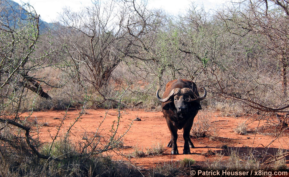 el toro (tsavo national park, kenya)