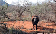 el toro (tsavo national park, kenya)