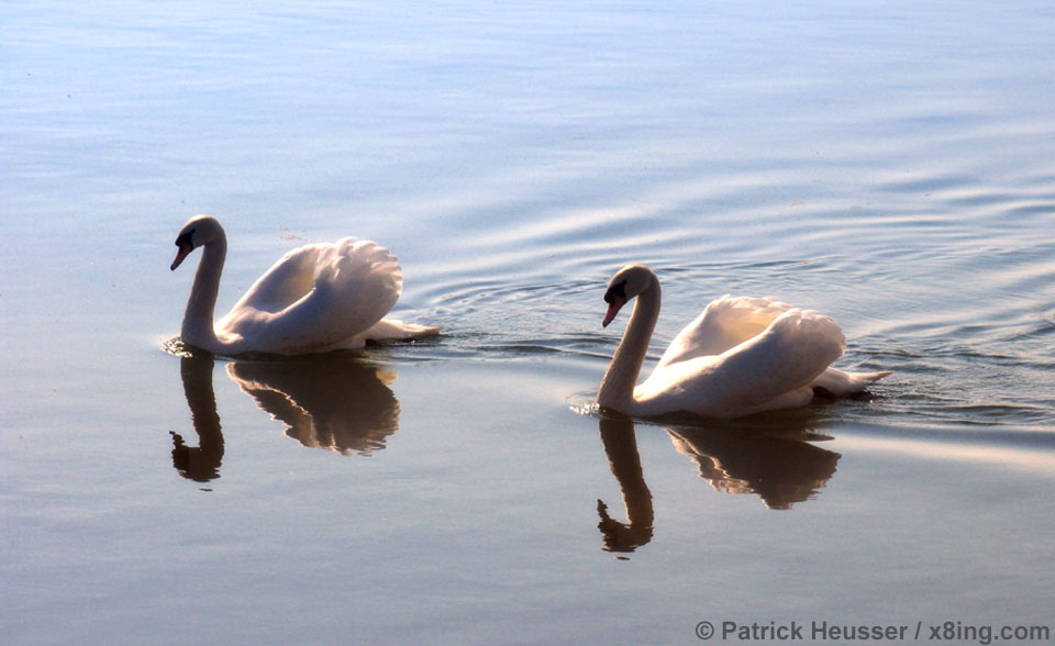two swans in peace